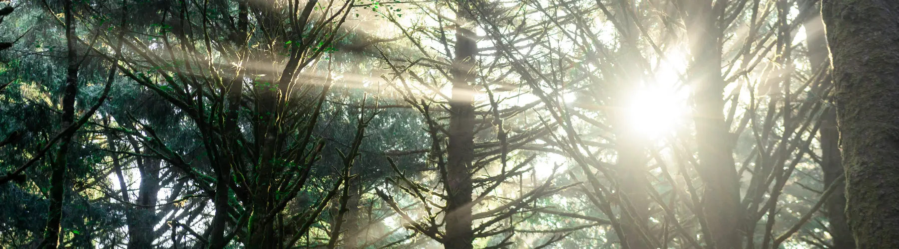 Sunlight through trees